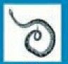 Animals Stock Temporary Tattoo - Curled Snake (1.5"X1.5")