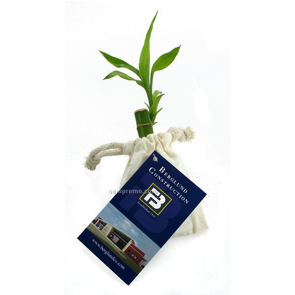4" Lucky Bamboo Stalk In Natural Cotton Bag With Custom 4-color Hang Tag