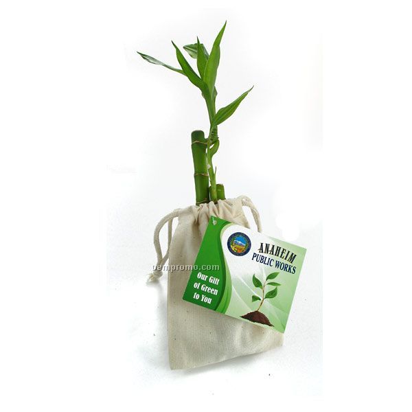 6" Lucky Bamboo Stalk In Natural Cotton Bag With Custom 4-color Hang Tag