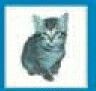 Animals Stock Temporary Tattoo - Blue/ Gray Cat (1.5"X1.5")