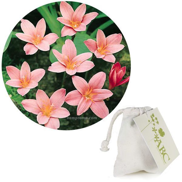 Five (5) Fairy Lily Bulbs In A Natural Cotton Bag With 4-color Tag