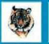 Animals Stock Temporary Tattoo - Front Facing Tiger (1.5"X1.5")