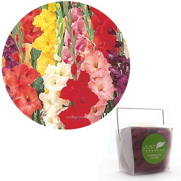 Single Jumbo Gladiolus Bulb In Take Out Box 4-color Label