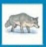 Animals Stock Temporary Tattoo - Gray Wolf 2 (1.5