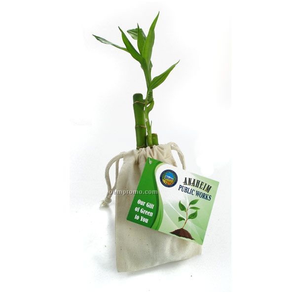 Double Luck Bamboo - Two Stalks (6" & 8") In A Cotton Bag With 4-color Tag