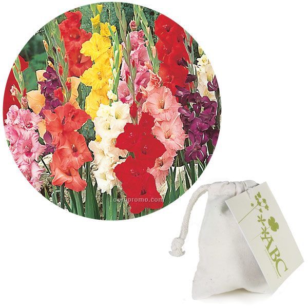 Single Jumbo Gladiolus Bulb In A Natural Cotton Bag 4- Color Hang Tag