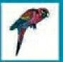 Bird Temporary Tattoo - Multi-colored Hunched Parrot (1.5"X1.5")